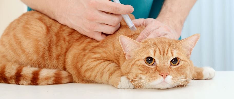 assurance vétérinaire pour chat
